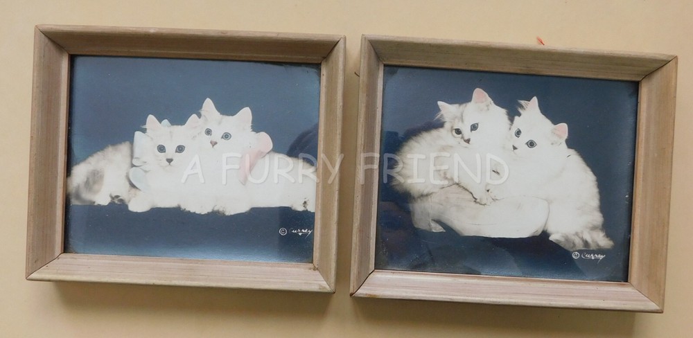 VINTAGE PAIR 1940’S? REAL PHOTOS OF WHITE CATS BRADLEY CURREY FRAMES SIGNED