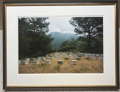 Vintage 2018 SUSANNAH HAYS ‘Bee Boxes Hives’ Datca TURKEY Landscape PHOTO