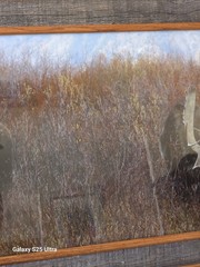Tim DePuydt Framed Moose Photo Print 18×31 Rustic Montana Cabin Wildlife Art VTG