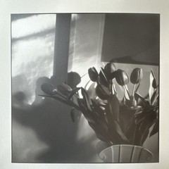 Bruce Cratsley “New Jersey Tulips” Photograph Signed Titled Dated 1985