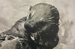 Tom Weber’s Cannery Row Sea Otter Photography.