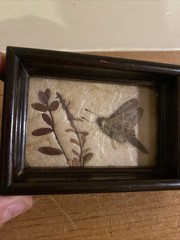 Vintage Fred Thompson Oddities Miniature Tray Art Pressed Moth & Plant Stamped