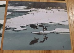 American Bald Eagle Print Pictures Lot of 4 Mirror Image Reflection Water 8×10