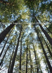Original ACEO photo fine art print 2.5 x 3.5 inches TALL TREES pine green sky