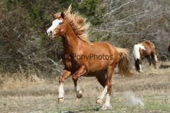 Chincoteague Pony Photo -Stallion – Ken – Pick One Image -Various Sizes