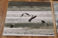 American Bald Eagle Print Pictures Lot of 4 Convocation of Eagles Preserve 8×10