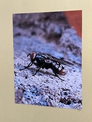 Insect wall Art photograph- Sarcophagidae; The Side Glance 8.5×11