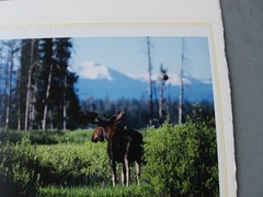 2003 limited Photograph Yellowstone Bull Moose, David Whitten # 2 of 250, 26×19″