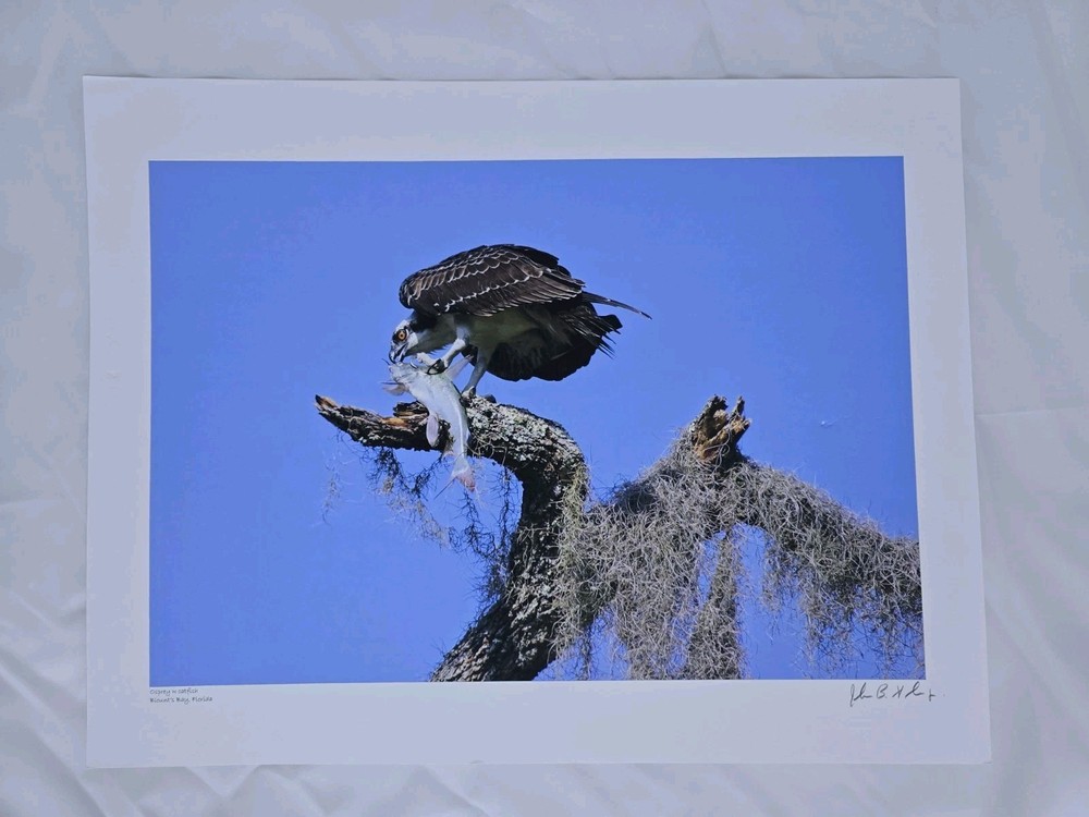RARE John B. Spohrer, Jr. Signed Osprey Catfish Print Florida’s Forgotten Coast