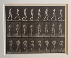 EADWEARD MUYBRIDGE authentic 1887 collotype ANIMAL LOCOMOTION PLATE 70 – lewitt