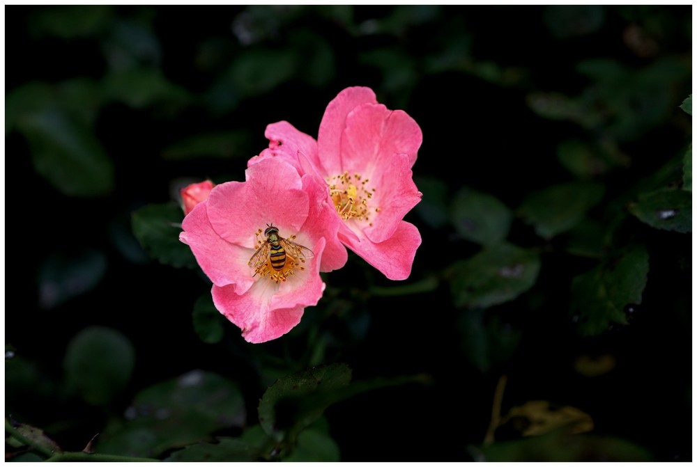 Floral Bee, Nature Photography Print