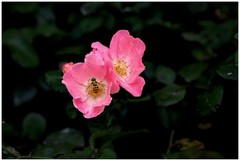 Floral Bee, Nature Photography Print