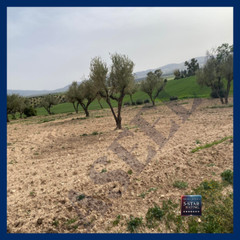 Siliana Olive Grove Landscape Digital Download JPG Nature Wall Art Photo 2023-20