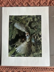 Vintage Eliot Porter Portraits Of Nature Portfolio