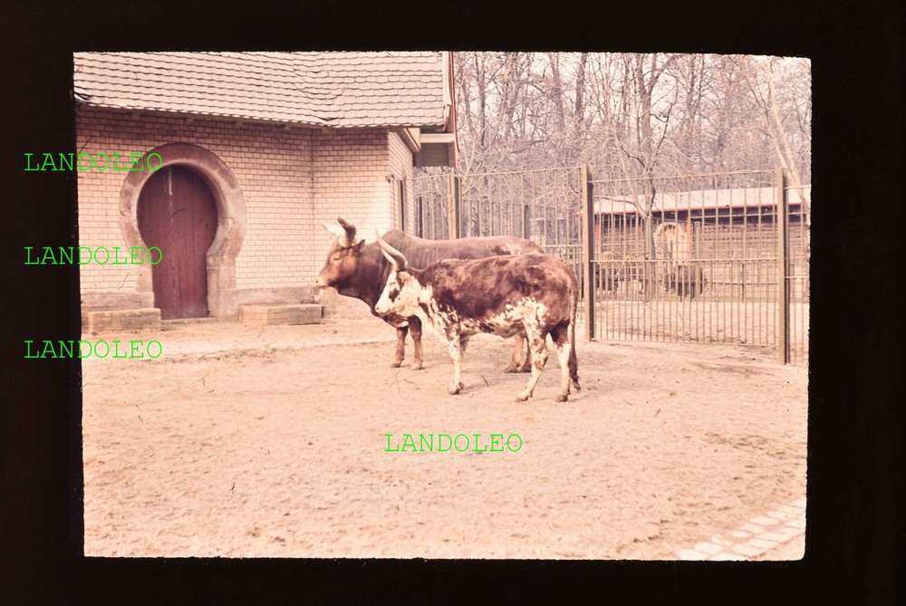 Dia Leipzig 1961 Zoo Watussi Cattle? 2 piece