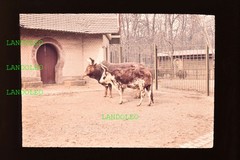 Dia Leipzig 1961 Zoo Watussi Cattle? 2 piece