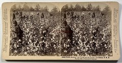 USA Louisiana The Harvest Of Cotton African American Photo 1892 Stereo Vintage