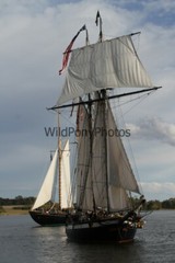 Tall Ships from Sultana Downrigging Festival, Pick One Image – Various Sizes