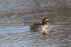 Green Winged Teal Photo, Pick One Image – Various Sizes