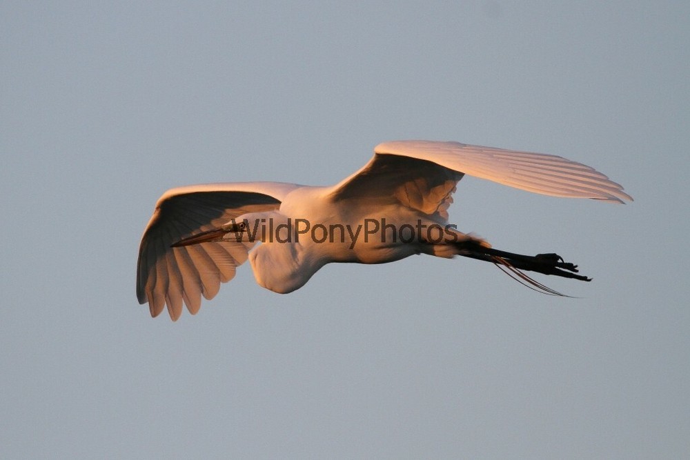 Great Egret Photo, Pick One Image – Various Sizes