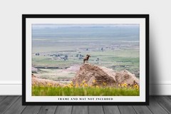Wildlife Photography Print – Bighorn Sheep Badlands National Park South Dakota