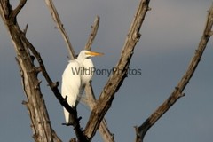 Great Egret Photo, Pick One Image – Various Sizes