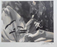 Original Signed Photos on Board Lot of 4 11 x 14 Black White Board Various