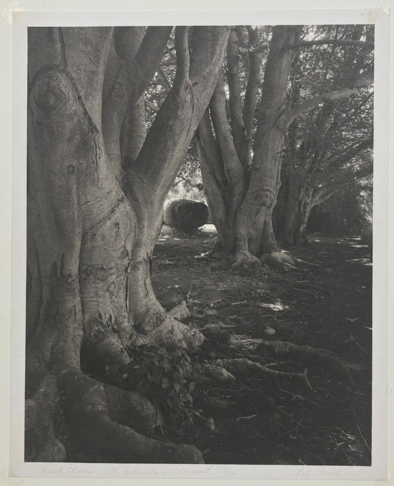 Original 1976 SAL LOPES ‘Birch Trees St Columbia’s NEWPORT’ Platinum Photograph