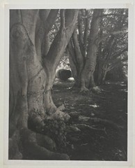 Original 1976 SAL LOPES ‘Birch Trees St Columbia’s NEWPORT’ Platinum Photograph