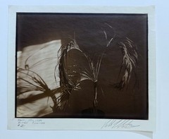 AMERICAN ARTIST ROBERT J. STEINBERG SIGNED TITLED DATED PHOTOGRAPH – «PALM»