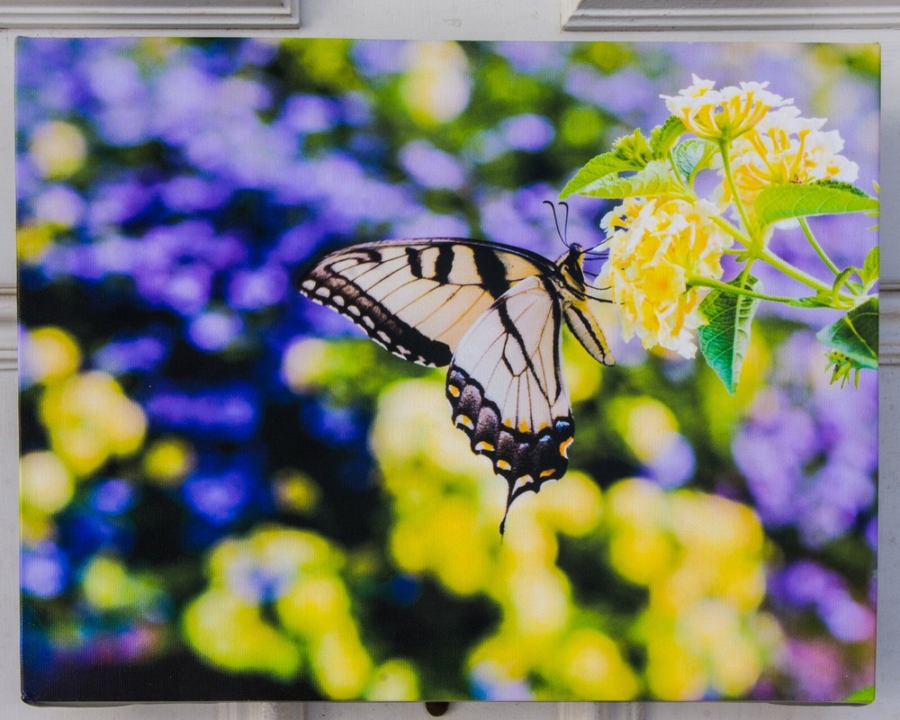 Original Photograph «Swallowtail Profile» printed on Gallery Wrap Canvas