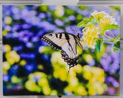 Original Photograph «Swallowtail Profile» printed on Gallery Wrap Canvas