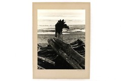 Driftwood at Ocean 1975 Tim Ford B&W Photo Mounted 9.5x7in Ready to Frame