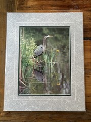 Crane Wildlife Photo Print Art Mark A Schwartznau Ltd Ed /550 Montana Artist