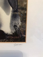 Nature Photo of Two Penguins Signed by Simon Print No. 15 of 300 16” x 20”