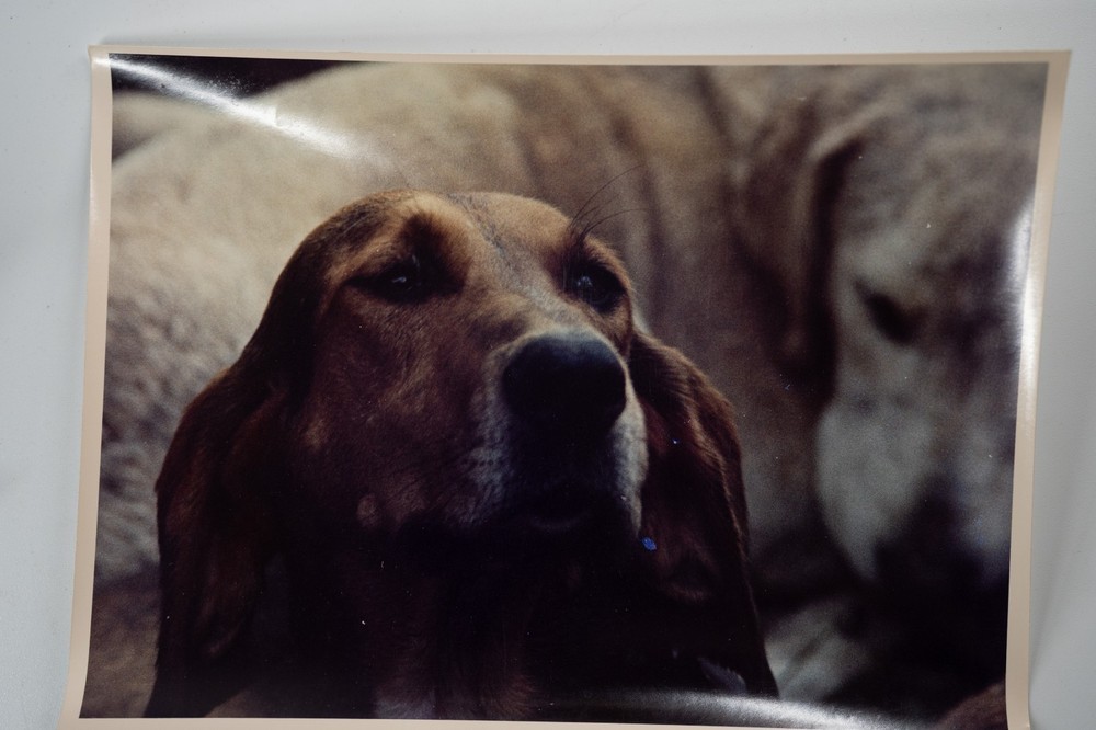 Vintage Analog Photo France Hunting With Hounds Horse Dog 18X24Cm 1970