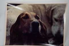 Vintage Analog Photo France Hunting With Hounds Horse Dog 18X24Cm 1970
