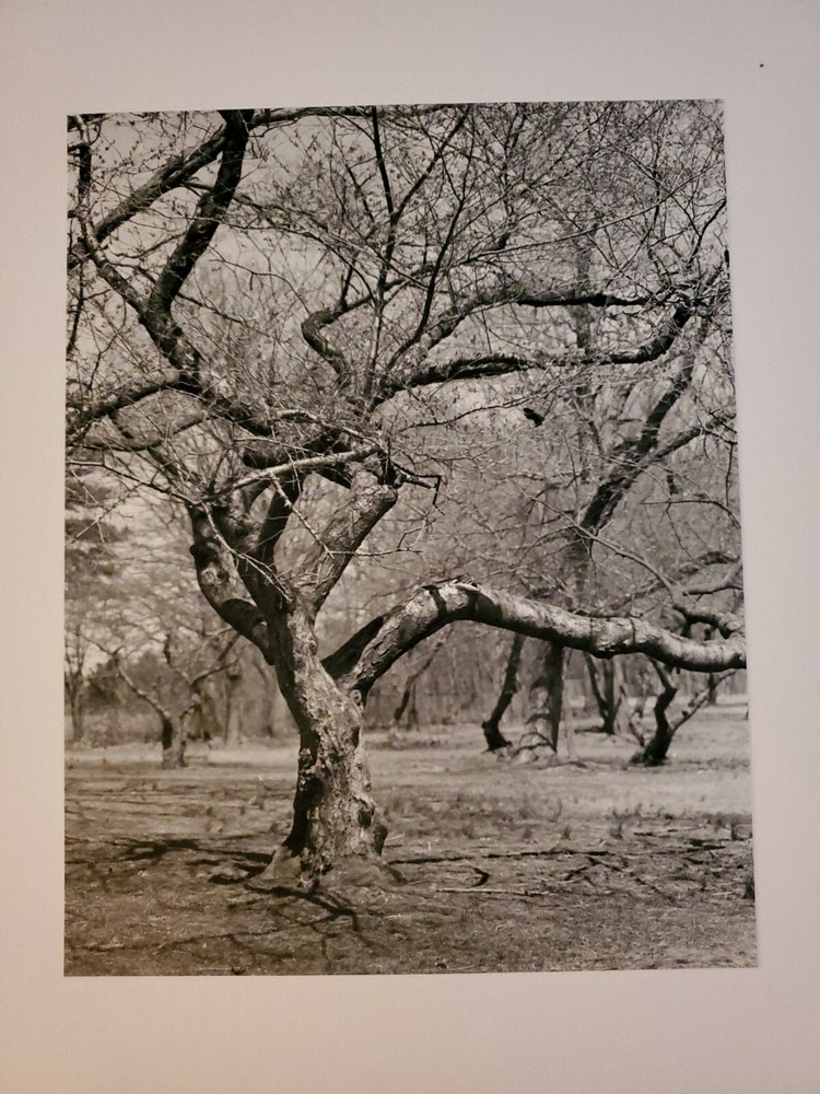 GNARLED TREE ORIGINAL SIGNED ART PHOTO B&W STETTNER VTG MATTE NJ CAMERA