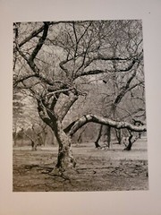 GNARLED TREE ORIGINAL SIGNED ART PHOTO B&W STETTNER VTG MATTE NJ CAMERA