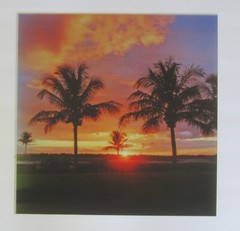 Palm Trees Day/Night 16×16 inch Lenticular Picture Michael Brown Signed 126/250