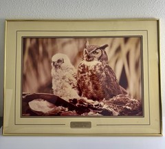 Vintage Framed Great Horned Owl & Owlet Wildlife Photo Gold Frame Wall Art