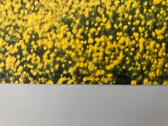 SNOWDON/HOYER ,’TOSCANY,ITALY,2001′ RARE AUTHENTIC ART PRINT