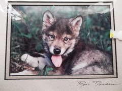 Wolf Pup Photograph by Ron Morreim 8″ x 10″ Matted Ready to Frame Signed