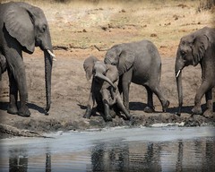 Wall Hanging Canvas Photo Print of a South Africa Baby Elephant at the Waters