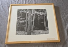 Brett Weston – Elm/Beech Forrest, Netherlands 1971 – Signed, Silver Photograph