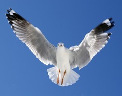 Dove 11×14 Photograph Print 11″x14″