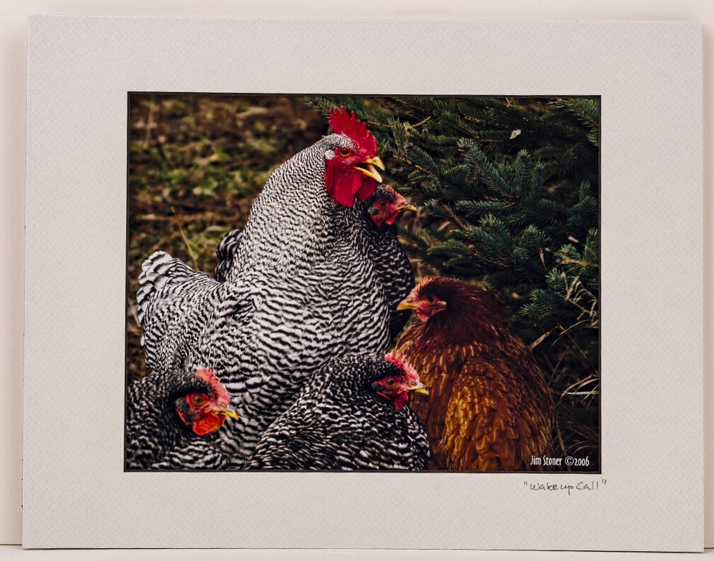 Cock and Hens 8×10 Photo in 11×14 Mat