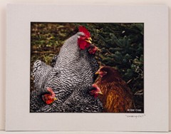 Cock and Hens 8×10 Photo in 11×14 Mat