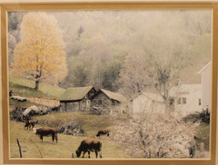 NEW Barry Gamow Cows & Barns Nature Art Photograph 8×10″ Matted Unframed Signed