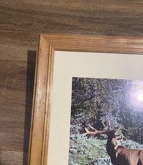 Vintage Deer In Velvet Made In USA Wood Framed Wildlife Photography Print